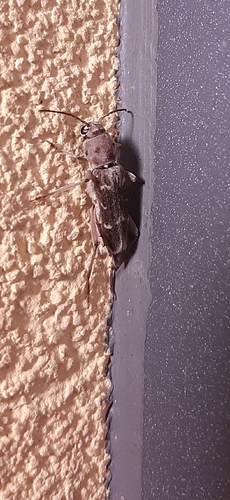 Xylotrechus smei