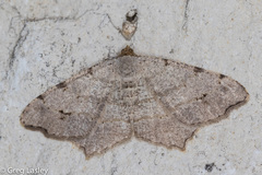 Macaria aequiferaria