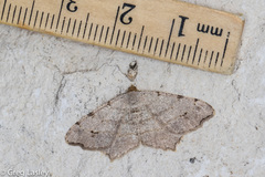 Macaria aequiferaria