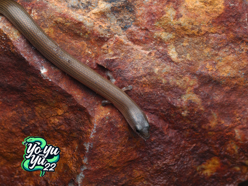 Siamese Supple Skink
