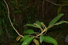 Citharexylum subflavescens