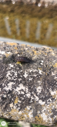 Common Rough Woodlouse
