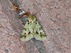 Diphtherocome pulchra