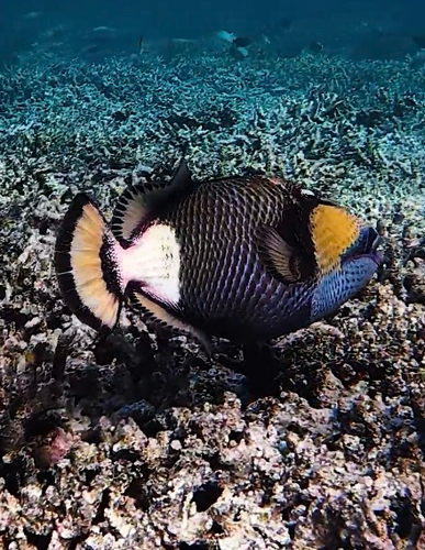 Titan Triggerfish
