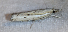 Fissicrambus quadrinotellus