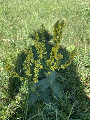 Verbascum chaixii