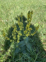 Verbascum chaixii