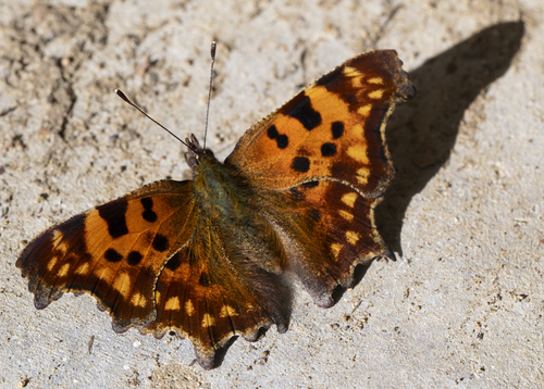 European Comma