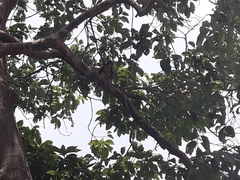 Parabuteo unicinctus