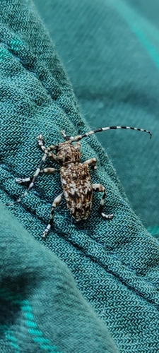 Aegomorphus clavipes