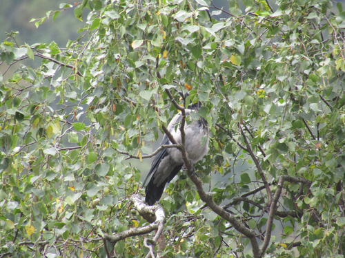Hooded Crow