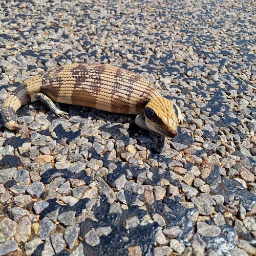 Western Bluetongue