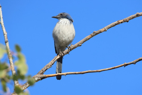 California Scrub-Jay