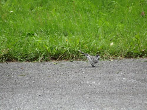 White Wagtail