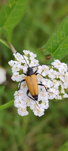 tawny longhorn beetle
