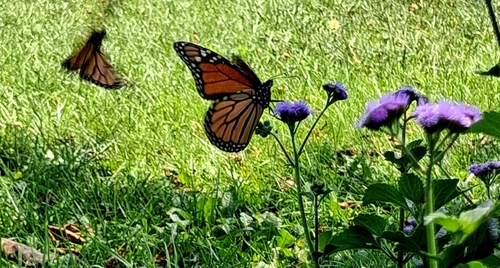 Monarch