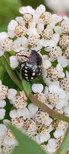 Southern Green Stink Bug