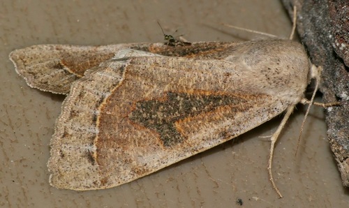 Marginal Drab