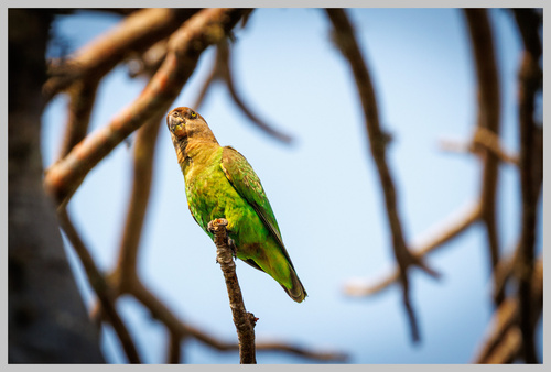 Brown-headed Parrot