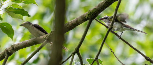 Brown-rumped Minivet