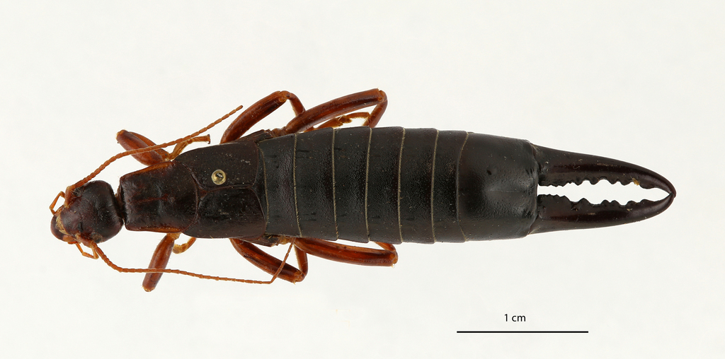 Saint Helena Earwig