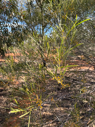 Acacia acuminata, photograph 4