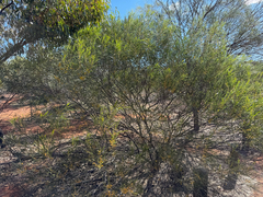 (c) smathichong, some rights reserved (CC BY) Acacia acuminata, photograph (c) smathichong, some rights reserved (CC BY)