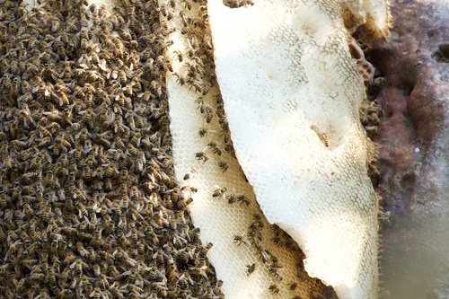 Western Honey Bee