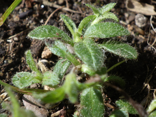 Cerastium fontanum, photograph 6