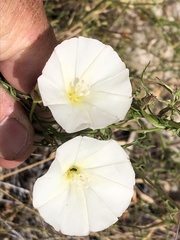 Calystegia macrostegia tenuifolia