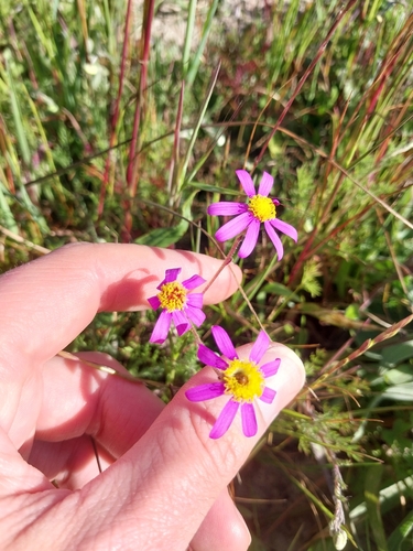 Senecio arenarius, photograph 4