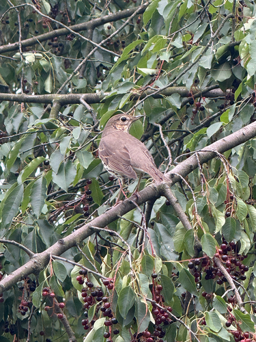 Song Thrush
