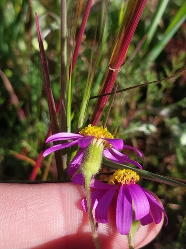 Senecio arenarius, photograph 5