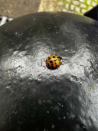 Asian Lady Beetle
