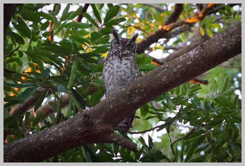 African Spotted Eagle-owl