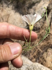 Calystegia macrostegia tenuifolia