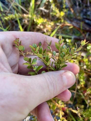 Vaccinium myrsinites, photograph 3