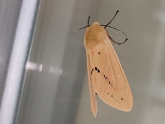 Spilarctia subcarnea