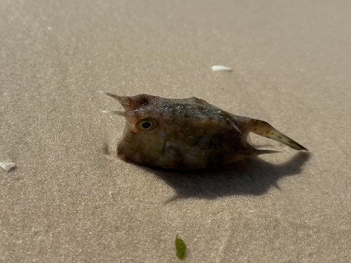 Longhorn Cowfish