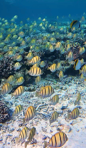 Convict Surgeonfish