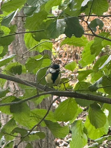 Great Tit