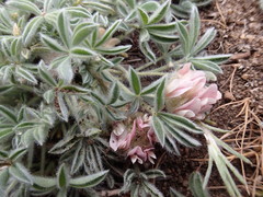 Trifolium andersonii