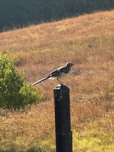 Northern Mockingbird