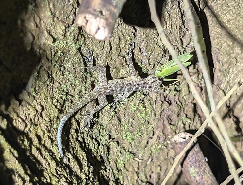 Cnemaspis kendallii observed 2026-09-04