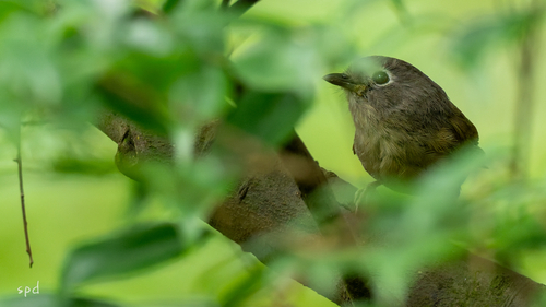 David's Fulvetta