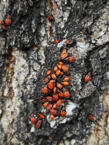European Firebug