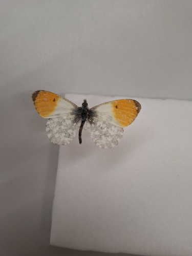 orange-tip