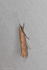 Ypsolopha unicipunctella