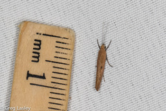 Ypsolopha unicipunctella