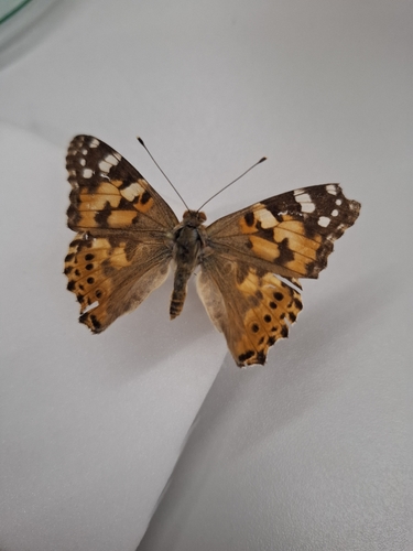 Painted Lady